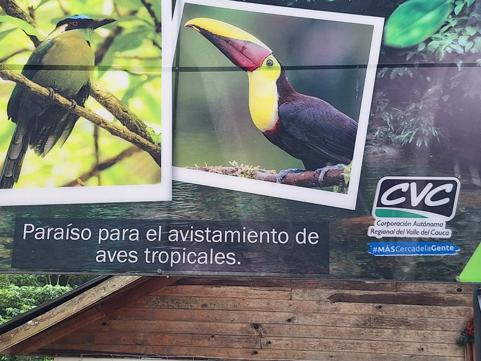 Avistamiento de aves en San Cipriano