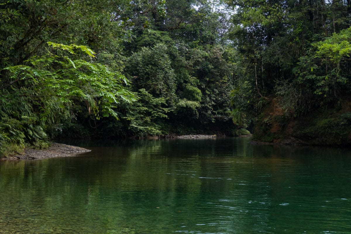 Río en la selva